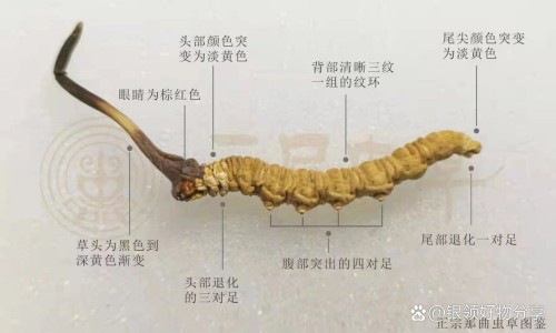 艾滋病身上刺挠吗-艾滋病身上一抓会起网 - 为你提供艾滋病的皮肤会不会挠一下就红、艾滋病会不会一抓就起疙瘩